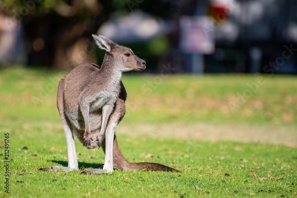 Fototapeta Kangaroo in National Park.