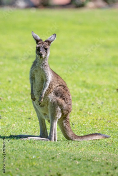 Fototapeta Kangaroo in National Park.