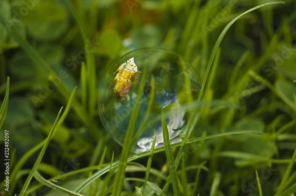 Fototapeta soap bubbles on the grass