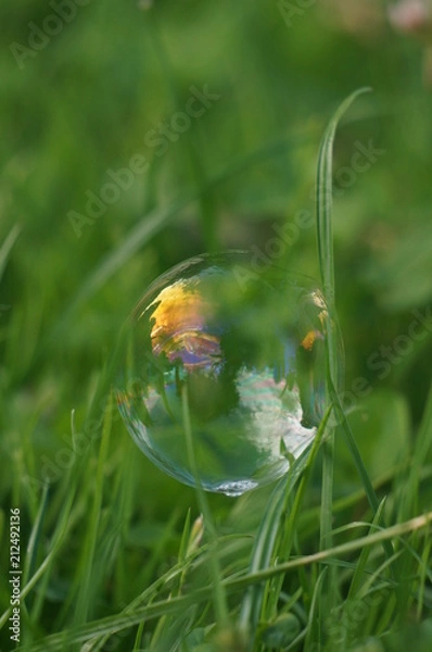 Fototapeta soap bubbles on the grass