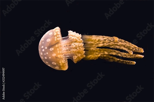 Obraz The Beautiful Spotted Jellyfish