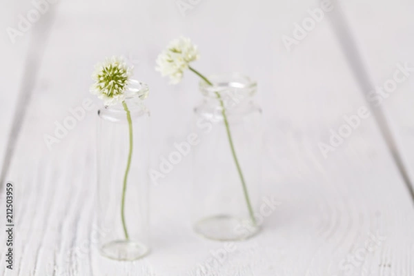 Fototapeta Composition with clover in glass. melancholic still life with white clover. soft focus