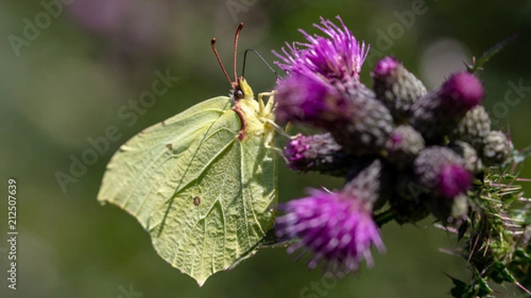 Obraz Zitronenfalter