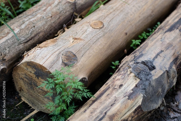 Fototapeta Sparked log of hardwood in the forest. Cut tree prepared for export from the forest.
