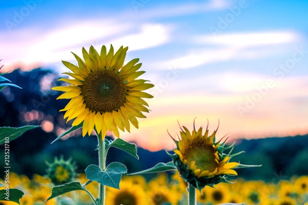 Obraz Sunset and Sunflowers