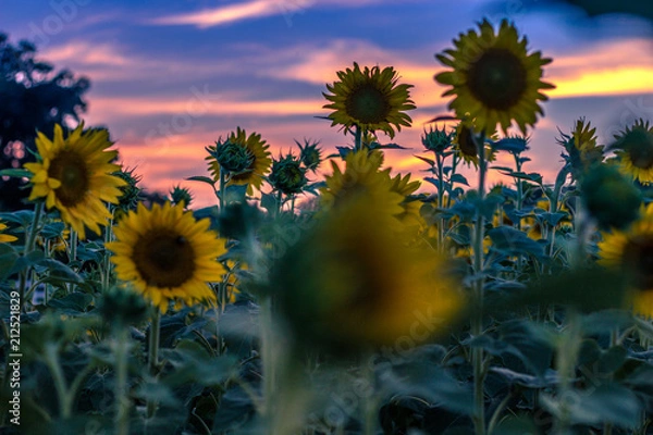Obraz Sunset and Sunflowers