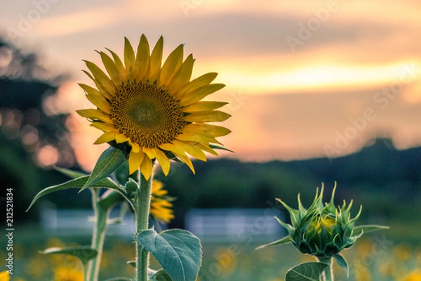 Obraz Sunset and Sunflowers