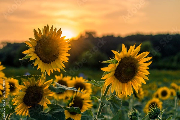 Obraz Sunset and Sunflowers