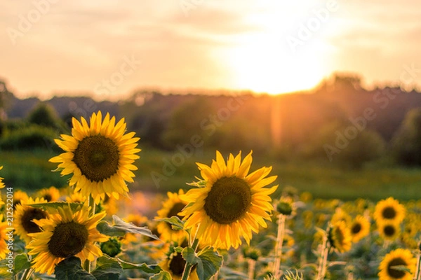 Obraz Sunset and Sunflowers
