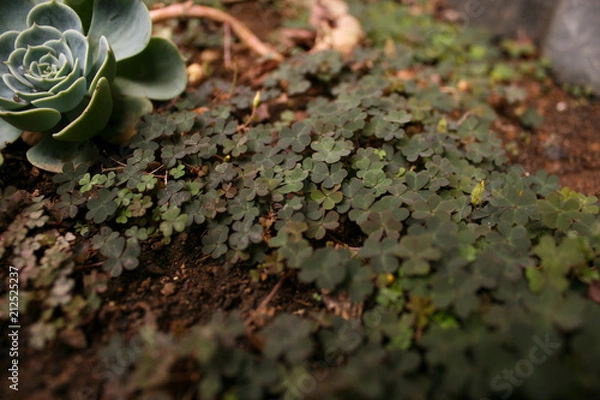 Fototapeta Tiny Clovers
