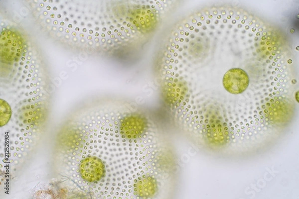 Obraz Volvox is a polyphyletic genus of chlorophyte green algae or phytoplankton.