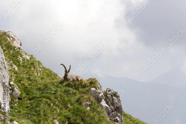 Obraz Alpensteinbock im Gebirge