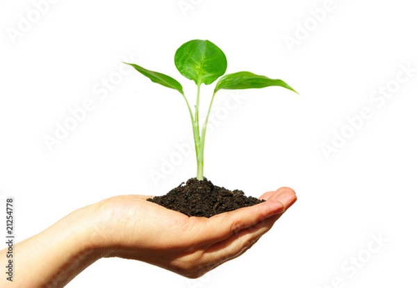 Obraz plant in  hand