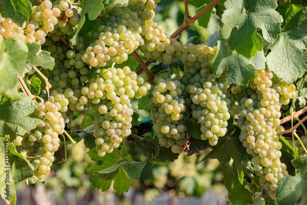 Fototapeta Wiele kiści dojrzałych winogron Chenin Blanc na letniej winorośli