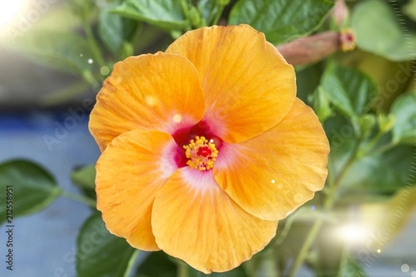 Obraz Hibiscus flower.