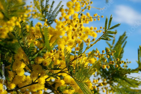 Obraz Mimosa i Niebo