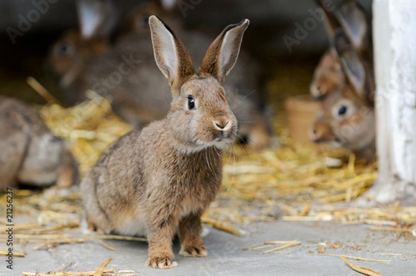 Obraz Młode króliki