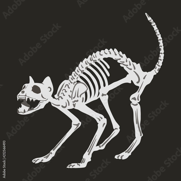 Obraz Vector illustration. Cat's skeleton in agressive pose. Dark background.