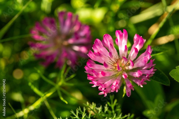 Obraz Flowering red clover. Close-up shot