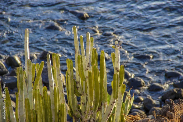 Obraz cactus y el mar