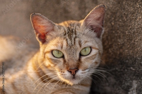 Fototapeta Cat Resting before sunset