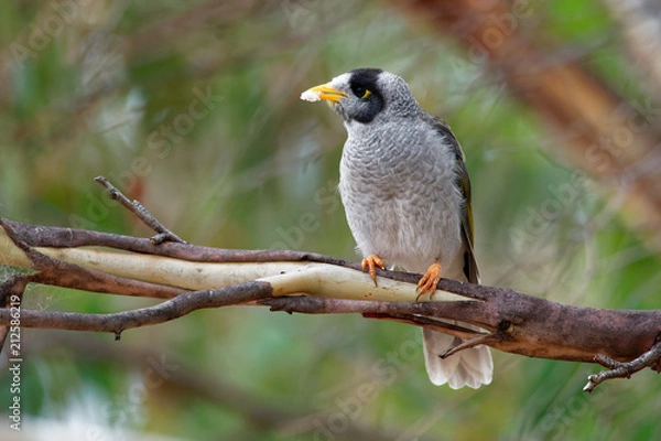 Fototapeta Noisy Miner - Manorina melanocephala  - bird in the honeyeater family, Meliphagidae, and is endemic to eastern and south-eastern Australia