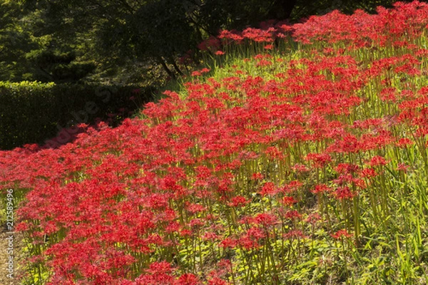 Fototapeta 葛城古道彼岸花咲く頃