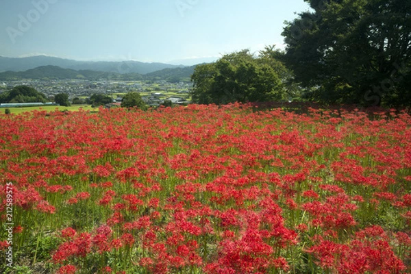 Fototapeta 葛城古道彼岸花咲く頃