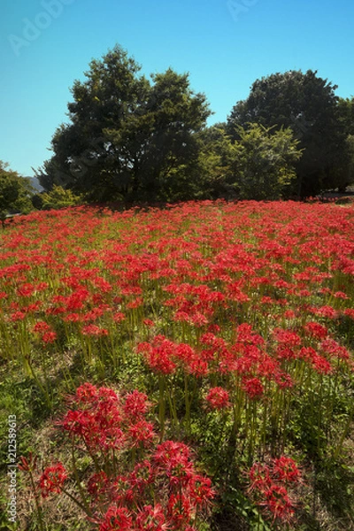 Fototapeta 葛城古道彼岸花咲く頃