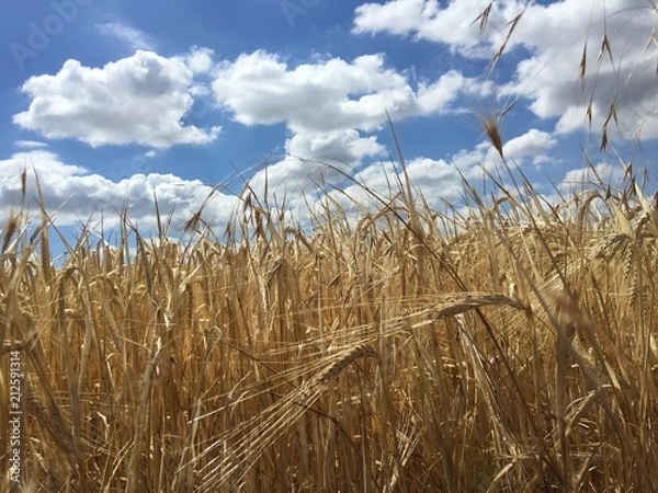 Obraz Weizenfeld im Sommer 