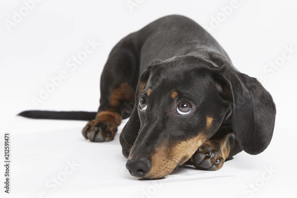 Obraz Studio portrait of an expressive Teckel dog against white background