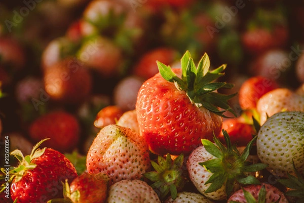 Obraz strawberry field 