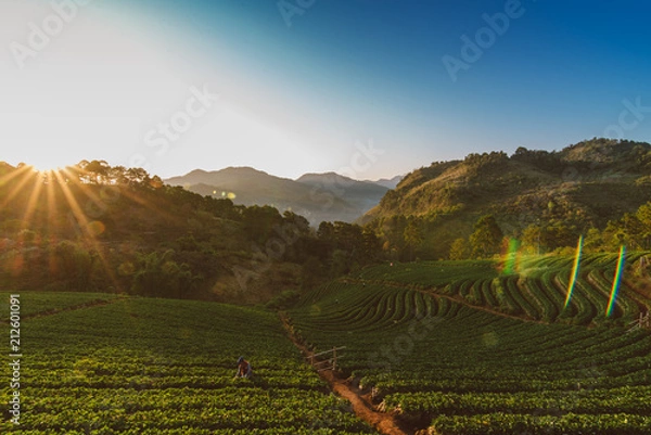 Obraz strawberry field in valley at doi ang khang Chiang Mai Thailand