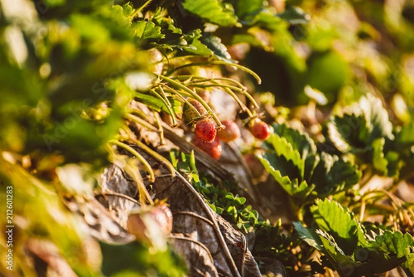 Obraz strawberry field 