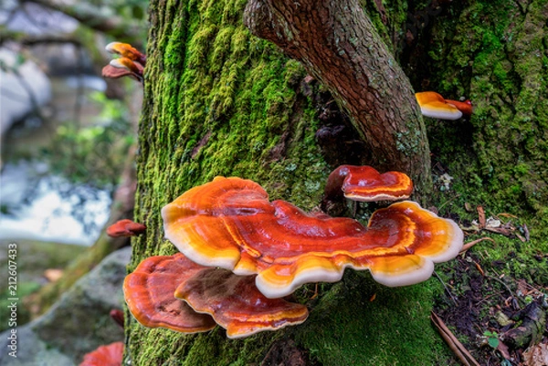 Fototapeta Red and Orange Mushroom Fungus growing on tree near stream 