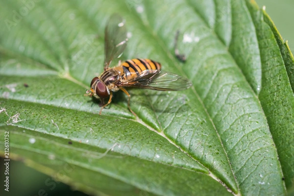 Obraz A  marmalade hoverfly on a leaf