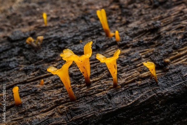 Obraz Dacryopinax Spathularia jest żółta.