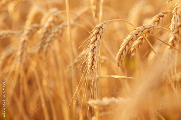 Fototapeta Summer time for harvest. Golden ears of wheat are ready for Harvest. Harvest Concept. Background of wheat field.