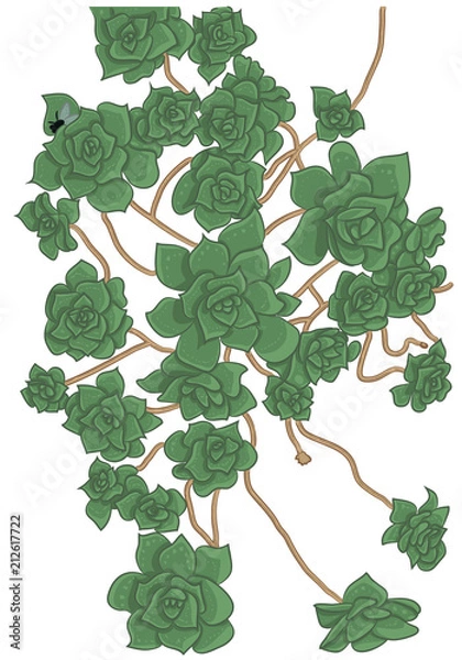 Fototapeta Vector Illustration of Succulents. Realistic Drawing of Decorative Aeonium. Botanical Picture of Plant