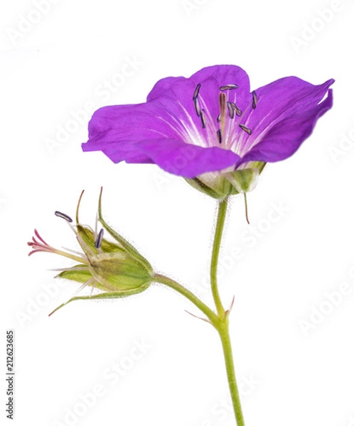 Obraz Geranium sylvaticum