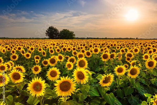Obraz Beautiful sunflower field panorama in sunset in summer
