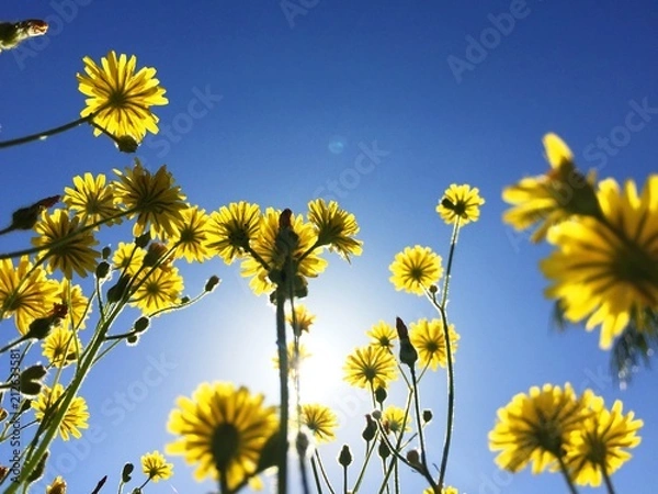 Obraz spring flowers