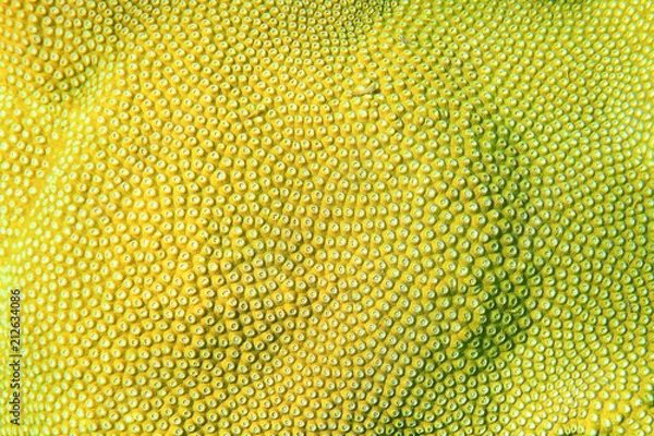 Obraz Beautiful star coral on the seabed, Andaman Sea, Phuket, Thailand 