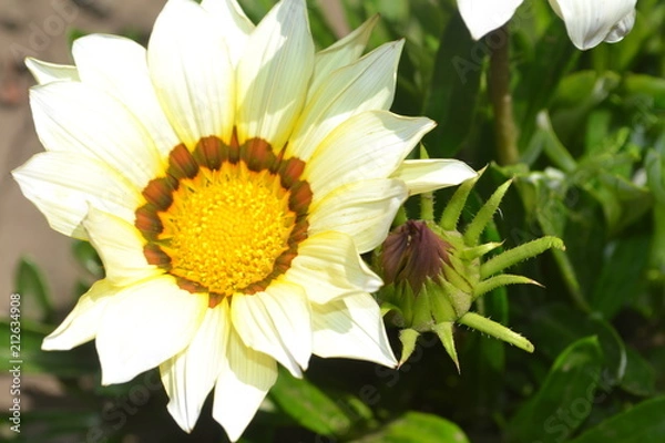 Obraz flower, daisy, yellow, flower bud, burgeon, garden, summer, green, white, flora, agriculture, macro, daisy, design, textured, illustration, backdrop, abstraction, graphics, flora, petal, macro