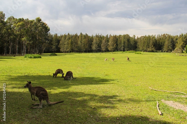 Fototapeta Kangoroo Wildlife Australia Wallaby 