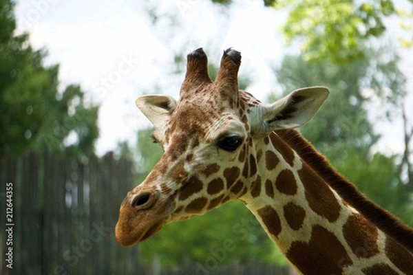Fototapeta Gorgeous giraffe at the zoo.