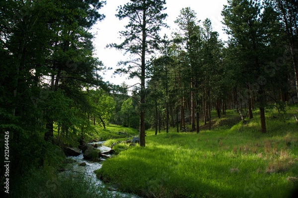 Fototapeta Rays of sunshine piercing the woods near a creek in Custer State Park.