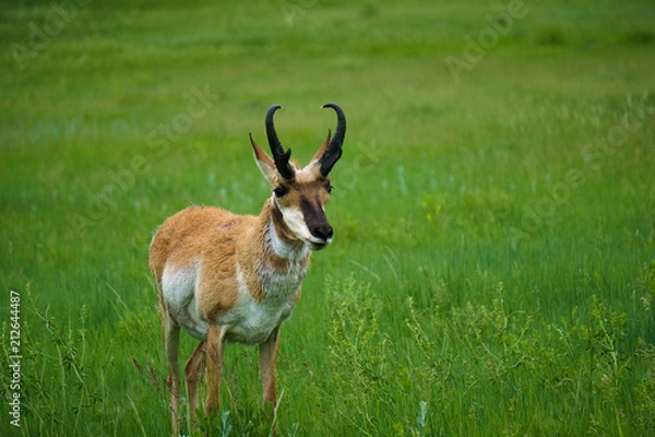Fototapeta Majestic Pronghorn in Custer State Park