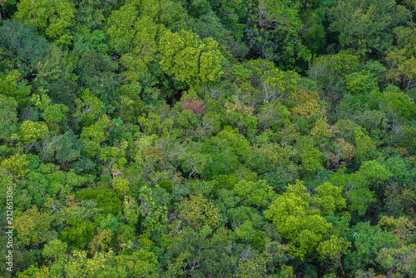 Fototapeta Perfect green and dense tropical rainforest.