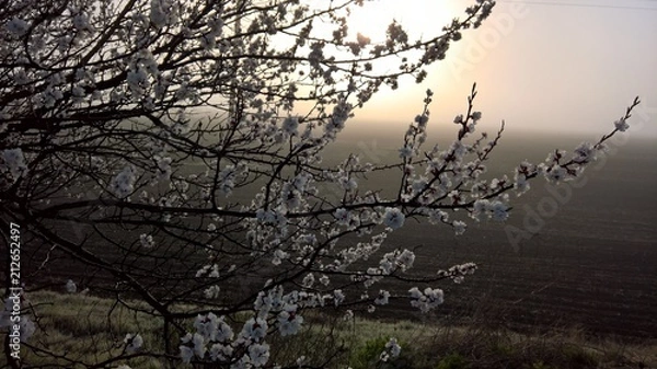 Fototapeta Цветущий абрикос